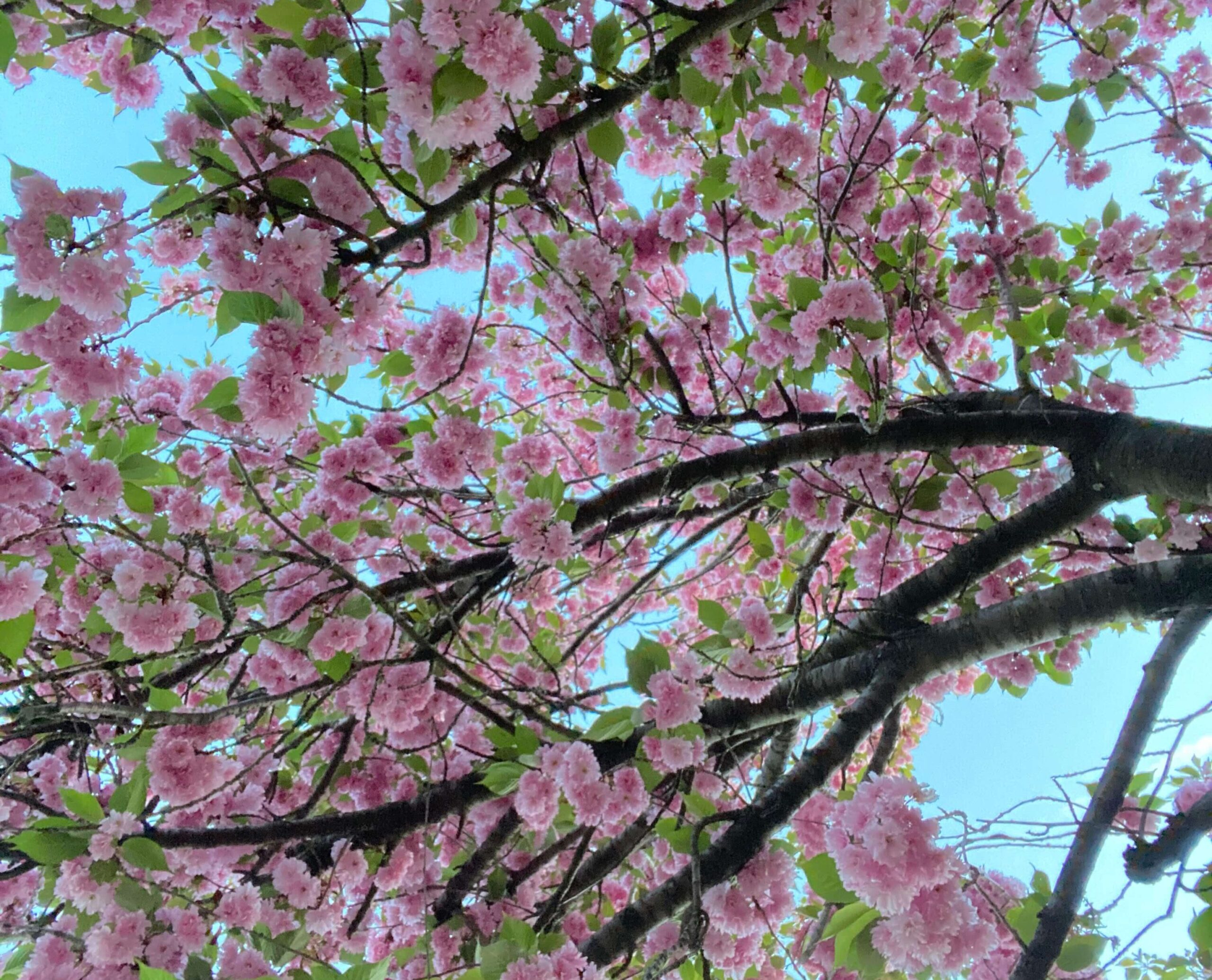 Ramas de un árbol florecido con flores rosadas y hojas verdes sobre un cielo azul claro. La imagen representa el crecimiento y la creatividad visual, alineándose con la misión de Colibrí Creative Studio de ayudar a las marcas a destacar en redes sociales mediante contenido visual atractivo y profesional.